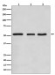 KLF4 Antibody