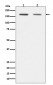 Dnmt1 Antibody