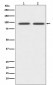 CD19 Antibody