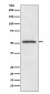 MiTF Antibody