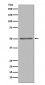 FOXA1 Antibody