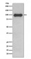 CD19 Antibody