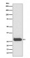 CD90 Antibody