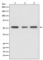 PPAR gamma Antibody