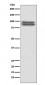 FOXP1 Antibody