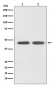 AGTR1 Antibody 