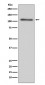 C3 Antibody