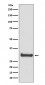 Calbindin Antibody