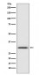 Annexin V Antibody