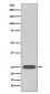 PGP9.5 Antibody