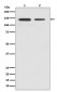 CTCF Antibody