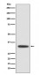 XBP1 Antibody