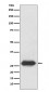 Lin28 Antibody