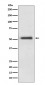 FOXA2 Antibody