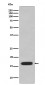 CD59 Antibody