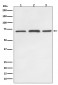 SDHA Antibody