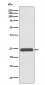 Growth Hormone Antibody