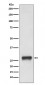 MHC Class II Antibody