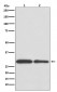 BNIP3 Antibody