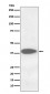 Cathepsin B Antibody