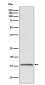 Noxa Antibody