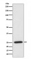 PRDX6 Antibody