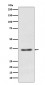 Syndecan 1 Antibody