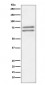 ADAM10 Antibody