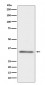 CD40L Antibody