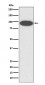 CD18 Antibody