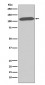 CD26 Antibody