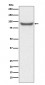 XRCC1 Antibody