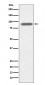 Lactoferrin Antibody