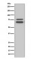 FMRP Antibody