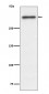 53BP1 Antibody