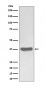 SFRP1 Antibody