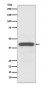 Apg3 (Atg3) Antibody