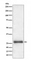 Apg10 (Atg10) Antibody