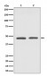 GATA3 Antibody