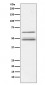 IKK gamma Antibody