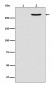 Phospho-POLR2A (S2) Antibody