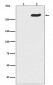 Phospho-POLR2A (S5) Antibody