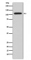 NFAT2 Antibody