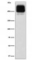 MRP2 Antibody