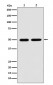 LOX Antibody