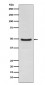 LXR alpha Antibody