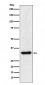 hnRNP A1 Antibody