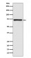 Calpain 1 Antibody