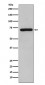 RelB Antibody