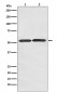 GLUT3 Antibody